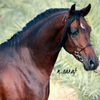 Beautifulhors