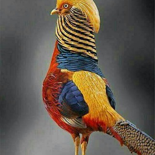 بوم خدا     (سعید رجب پور)