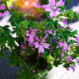 豆瓣知乎简书 ?