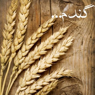 گندم...