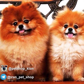 Iran_pet_shop