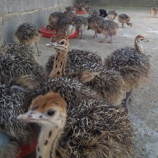 راهنمای پرورش شترمرغ