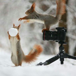 صورة ووصفها?
