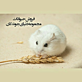 فروشگاه حیوانات دنیای جوندگان