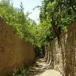 یاران طار